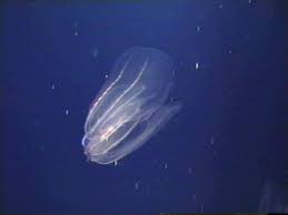 Florida Coast Jellyfish